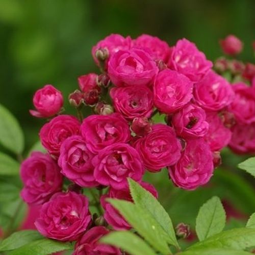 Vendita, rose rose arbustive - rosa - Rosa Dinky® - rosa dal profumo discreto - Ann Velle Boudolf - ,-